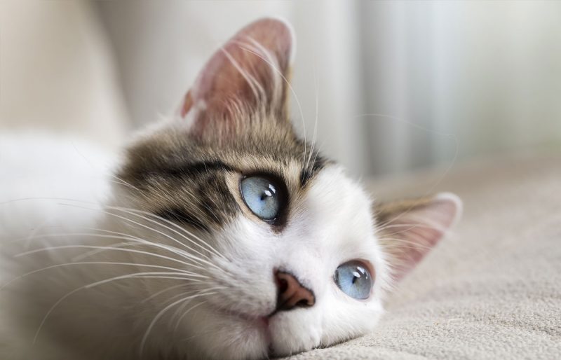 Services Vet in Campbell Animal Eye Specialists